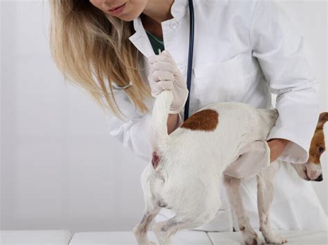 dog is bleeding from anus|Bleeding Anal Glands in Dogs: Our Vet Explains What to Do.